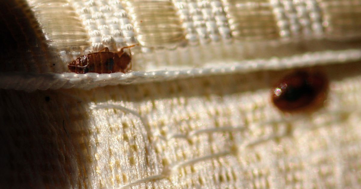 Bed Bug Risk Infestation